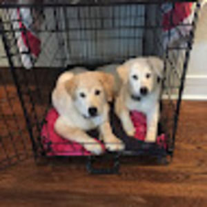 Meet your Posher, Hazel